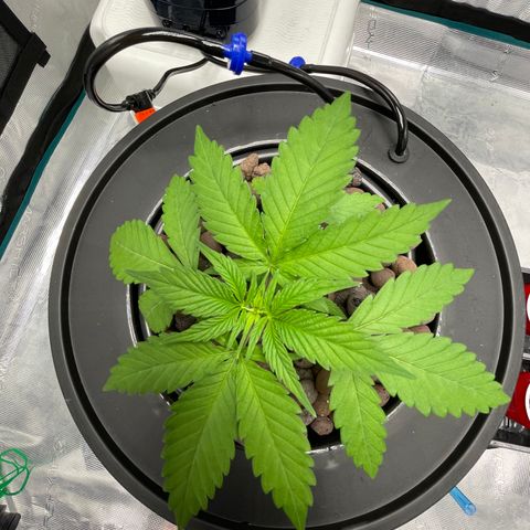10FtTugTest growlog timeline photo