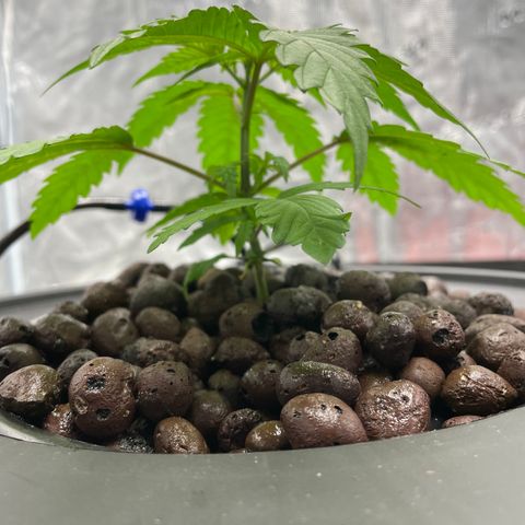 10FtTugTest growlog timeline photo