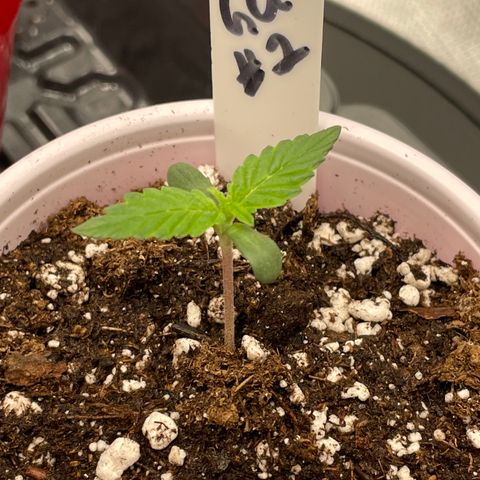 Hot Prime Load growlog timeline photo