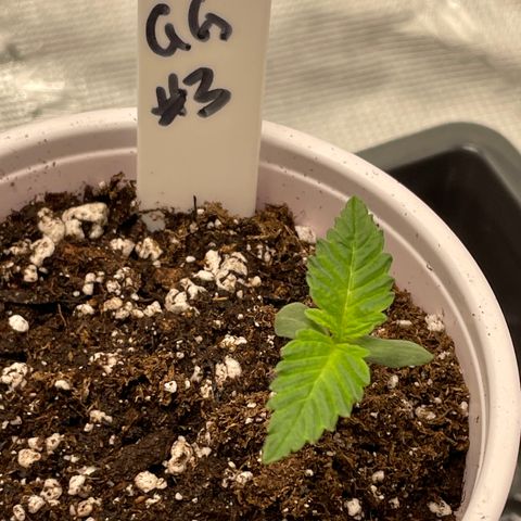 Tax Evasion  growlog timeline photo