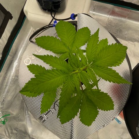 10FtTugTest growlog timeline photo