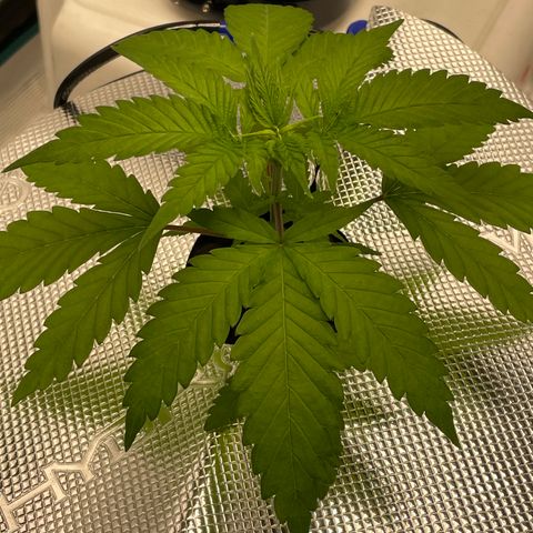 10FtTugTest growlog photo: Gave a water change since she came from soil and didn’t want to wait a week, and fed Lotus Grow.