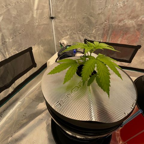 10FtTugTest growlog timeline photo