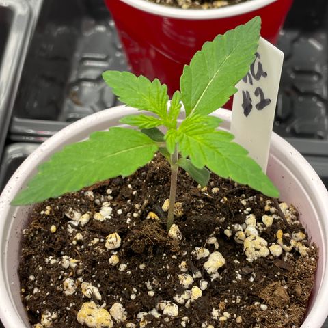 Hot Prime Load growlog timeline photo