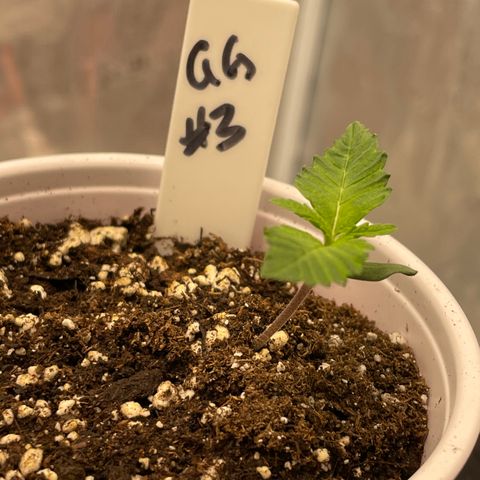 Tax Evasion  growlog timeline photo
