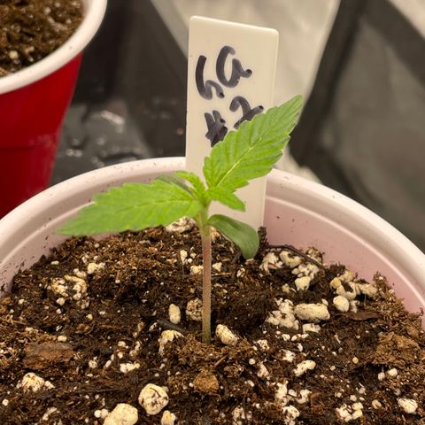 Hot Prime Load growlog timeline photo
