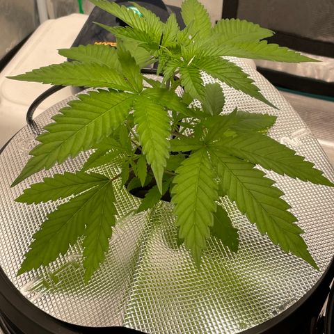 10FtTugTest growlog timeline photo