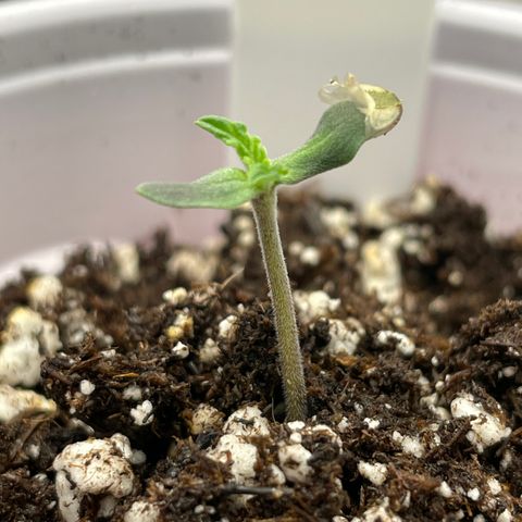 Wonder Beet growlog timeline photo