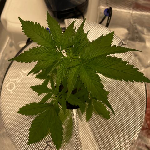 10FtTugTest growlog timeline photo