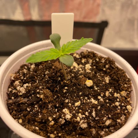 Wonder Beet growlog timeline photo