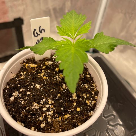 Tax Evasion  growlog timeline photo