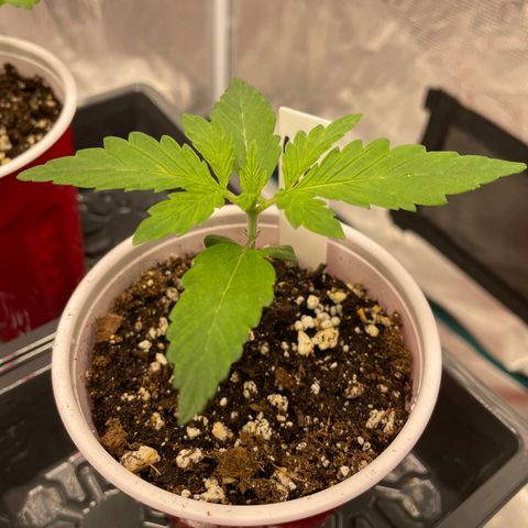 Hot Prime Load growlog timeline photo