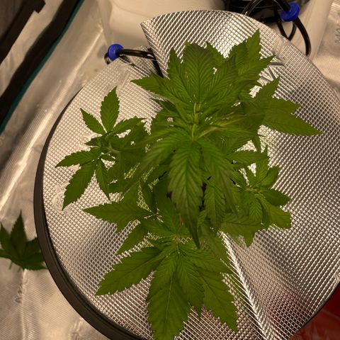 10FtTugTest growlog photo: Removed the two large fan leaves from the top to open the light to all the nodes it was covering. Fed nutrients Grow by Lotus.