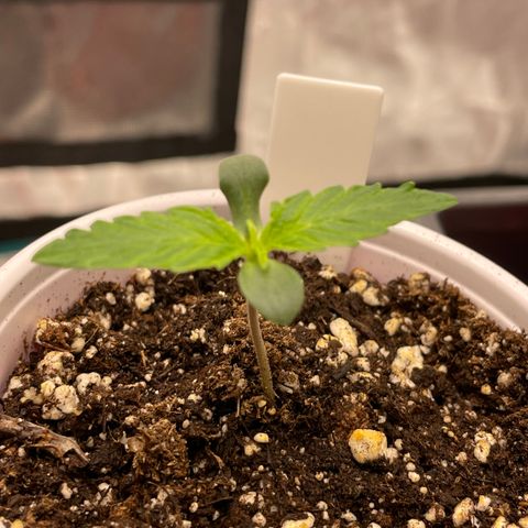 Wonder Beet growlog timeline photo