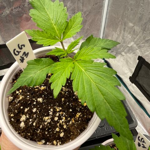 Tax Evasion  growlog timeline photo