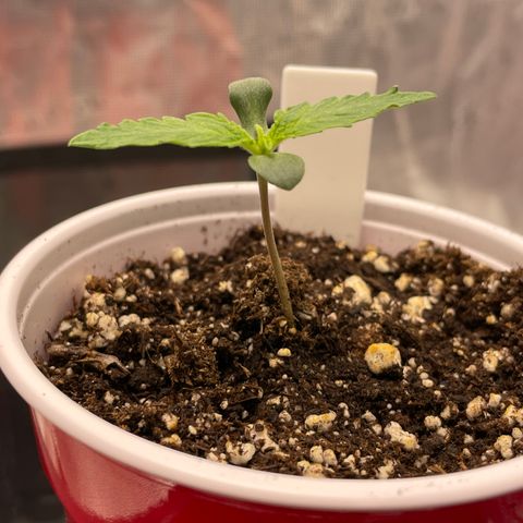 Wonder Beet growlog timeline photo
