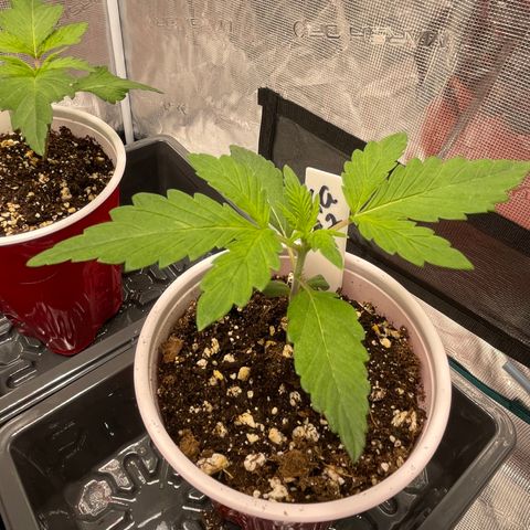 Hot Prime Load growlog timeline photo