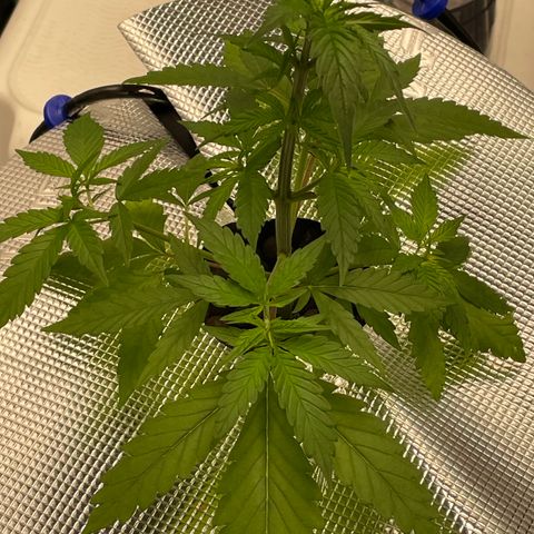 10FtTugTest growlog photo: Removed the two large fan leaves from the top to open the light to all the nodes it was covering. Fed nutrients Grow by Lotus.