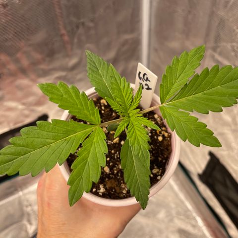 Hot Prime Load growlog timeline photo