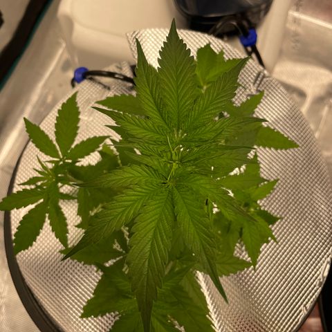 10FtTugTest growlog timeline photo
