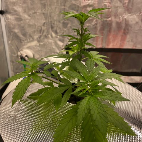 10FtTugTest growlog timeline photo