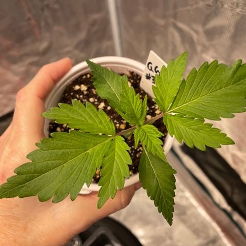 Tax Evasion  growlog timeline photo