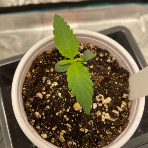 Wonder Beet growlog timeline photo