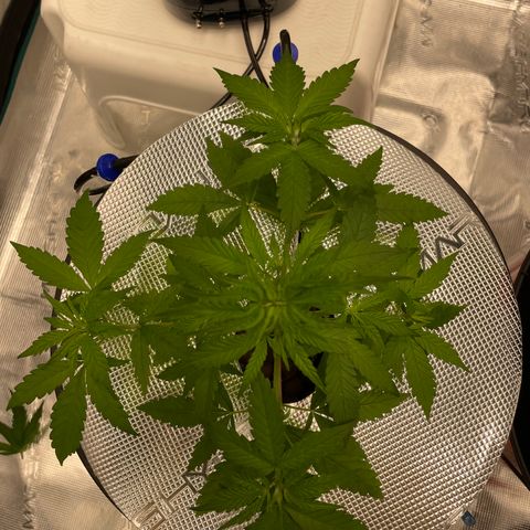 10FtTugTest growlog photo: Removed top two fan leaves to open up more nodes underneath 