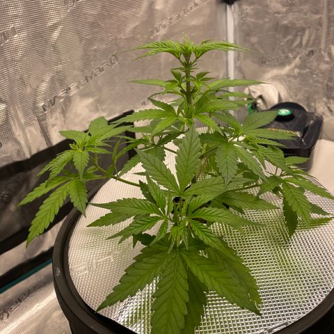 10FtTugTest growlog photo: Fed lotus Grow nutrients 
