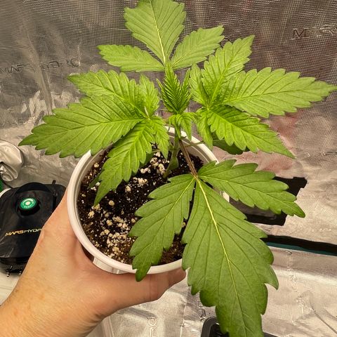Tax Evasion  growlog timeline photo