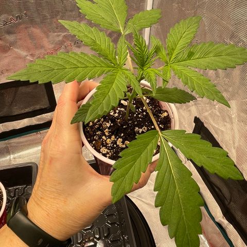 Hot Prime Load growlog timeline photo
