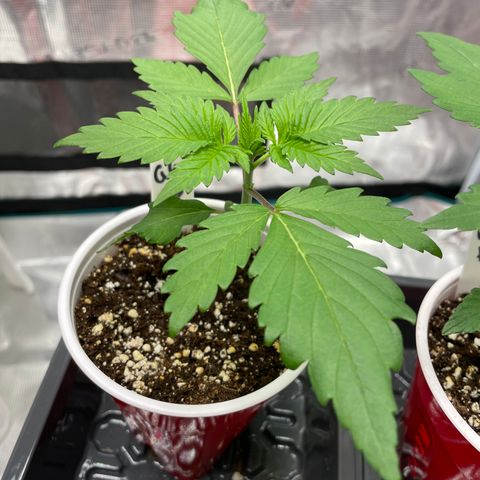 Tax Evasion  growlog timeline photo