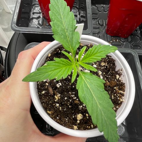 Wonder Beet growlog timeline photo