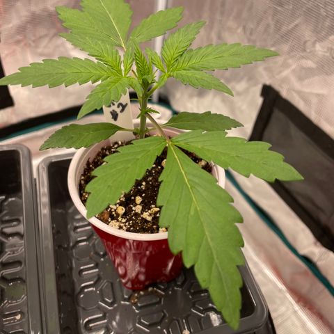 Hot Prime Load growlog timeline photo