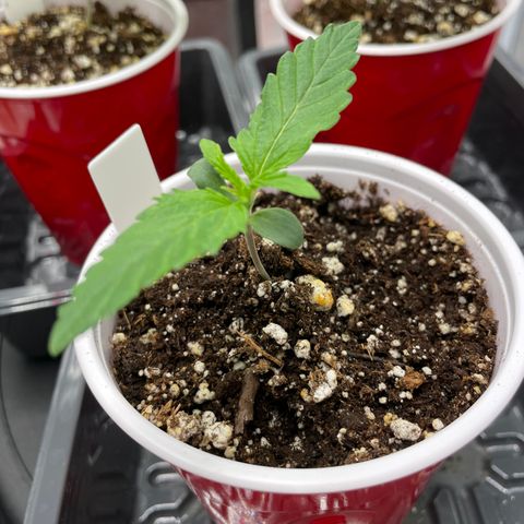 Wonder Beet growlog timeline photo