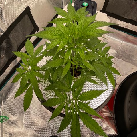 10FtTugTest growlog timeline photo
