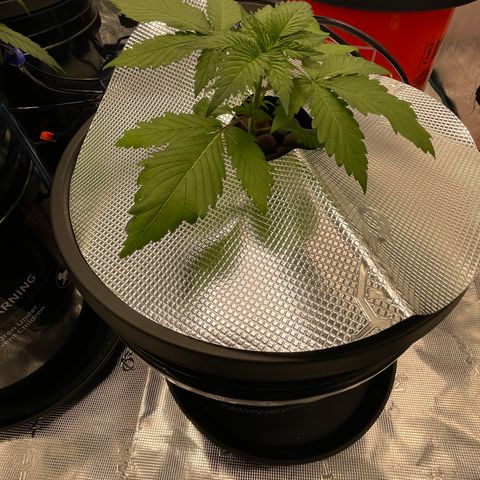 Tax Evasion  growlog photo: Moved into Mars DWC bucket system. 