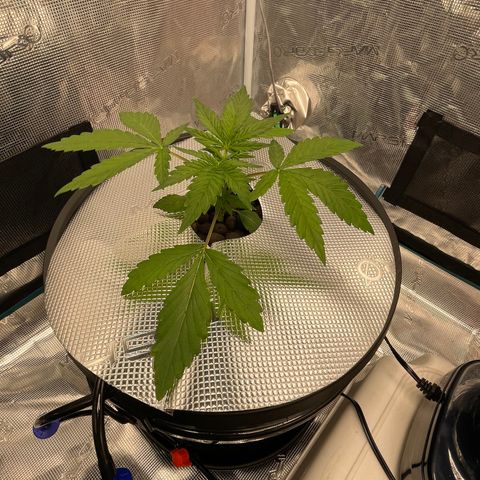 Hot Prime Load growlog photo: Moved in Mars DWC bucket system.