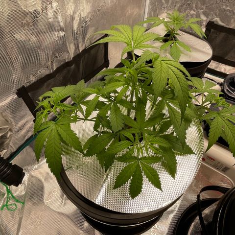 10FtTugTest growlog photo: Water change. Added nutrients.