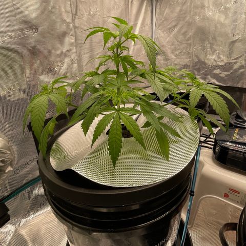 10FtTugTest growlog photo: Water change. Added nutrients.