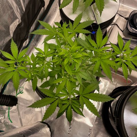 10FtTugTest growlog timeline photo