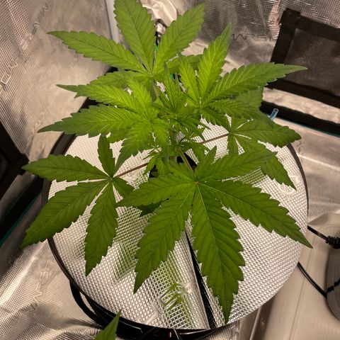 Hot Prime Load growlog timeline photo