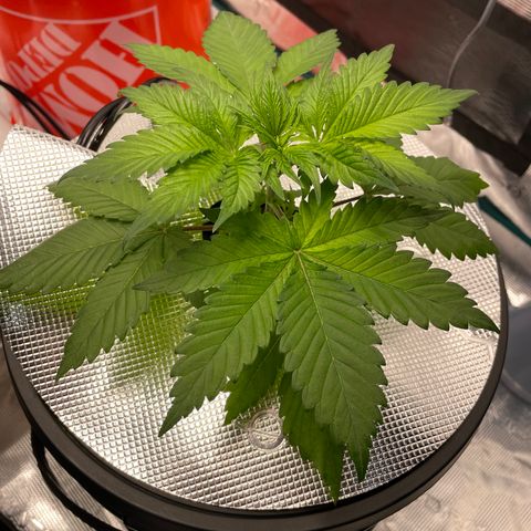 Tax Evasion  growlog timeline photo