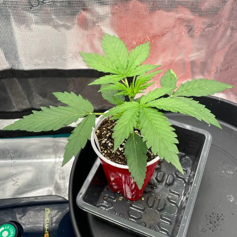 Wonder Beet growlog timeline photo