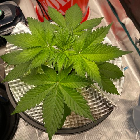 Tax Evasion  growlog timeline photo