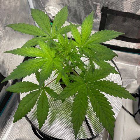 Hot Prime Load growlog timeline photo