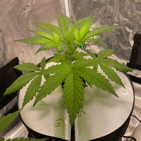 Hot Prime Load growlog timeline photo