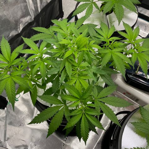 10FtTugTest growlog timeline photo