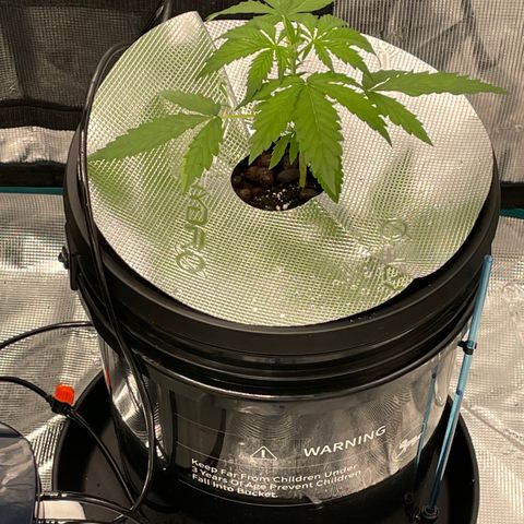Wonder Beet growlog photo: Moved into DWC Hudro Bucket