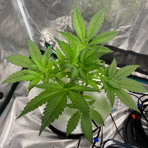 Hot Prime Load growlog photo: She’s looking good this morning.